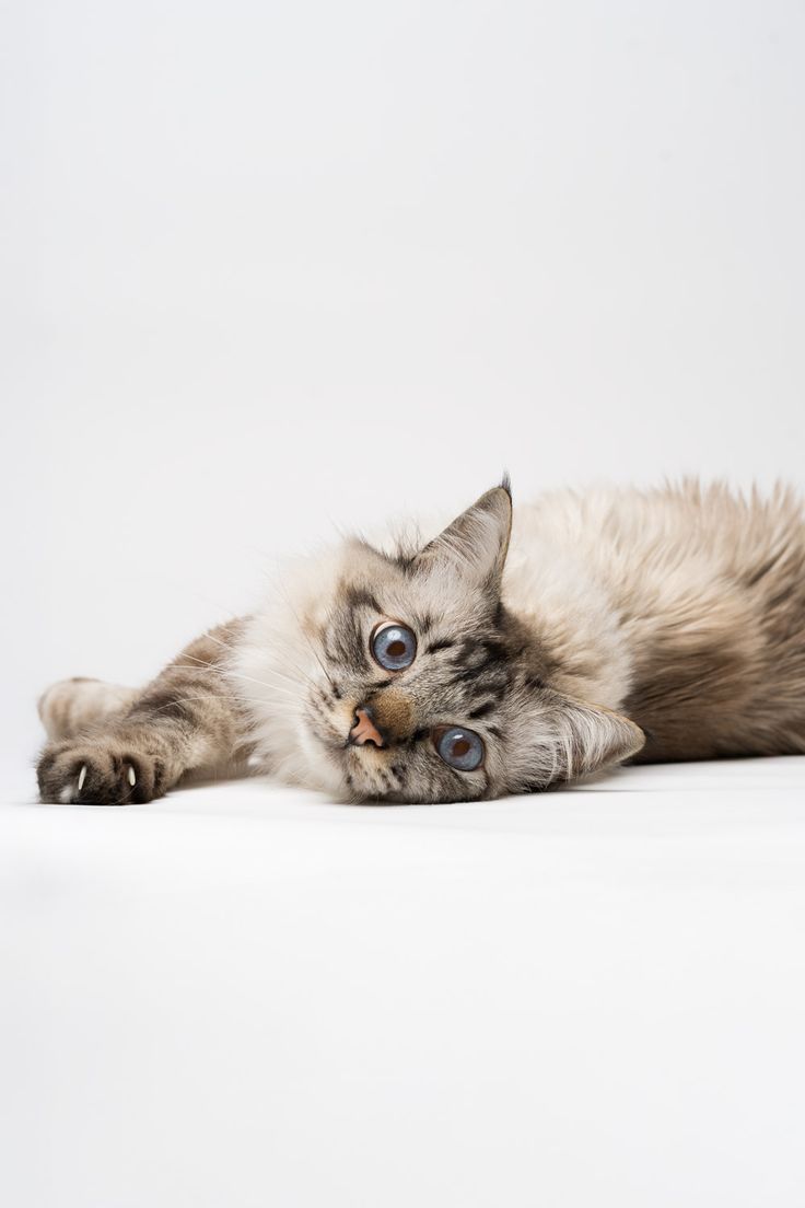 Chat
